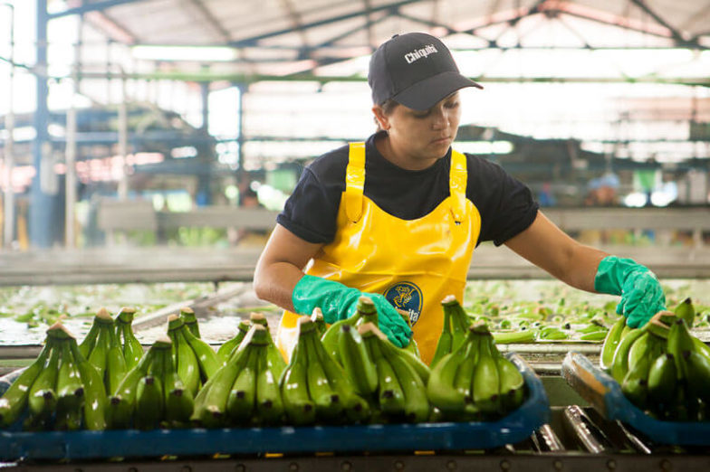 La gestion de l'empreinte hydrique dans les exploitations de Chiquita permet d'économiser 1,8 milliard de litres d'eau chaque année - 1