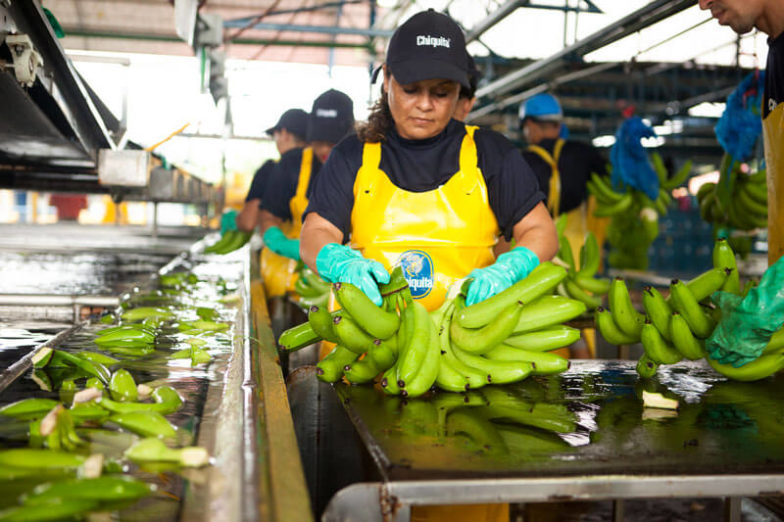 La gestion de l'empreinte hydrique dans les exploitations de Chiquita permet d'économiser 1,8 milliard de litres d'eau chaque année - 3