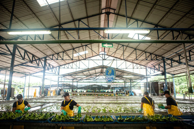 La gestion de l'empreinte hydrique dans les exploitations de Chiquita permet d'économiser 1,8 milliard de litres d'eau chaque année - 4