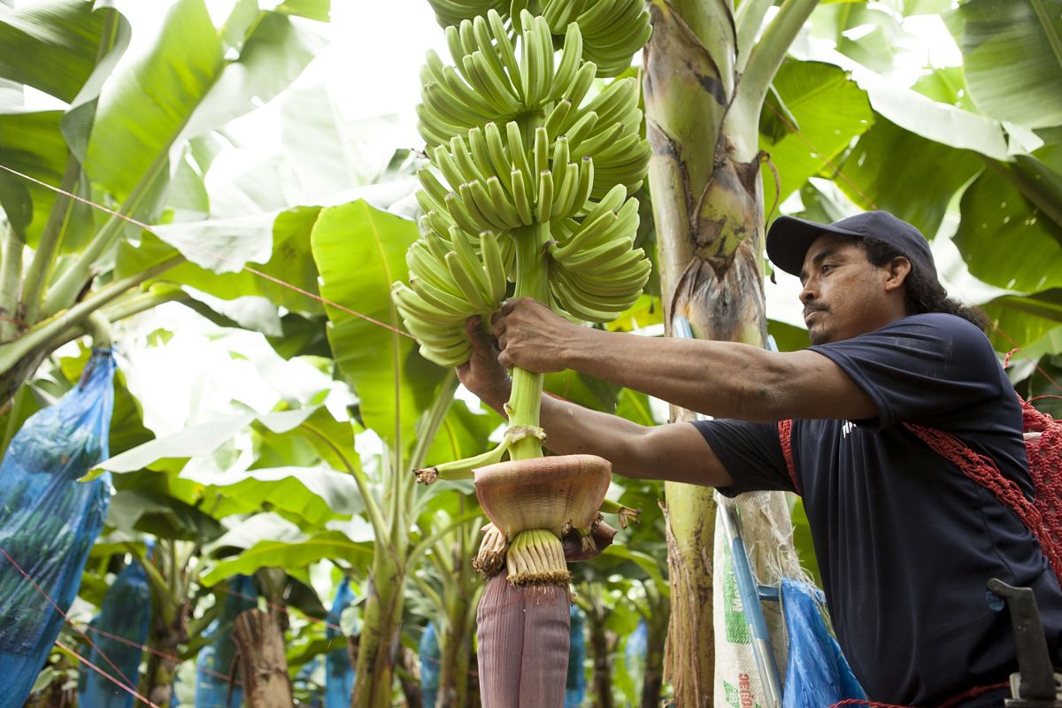 Exploitation banane Chiquita 2