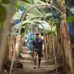 Bananes Chiquita à l’exploitation : tout est question de durabilité