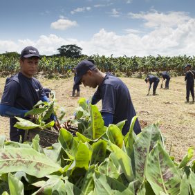 Chiquita maintient la continuité dans sa mission d’agriculture durable